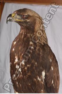 Hawk 0025